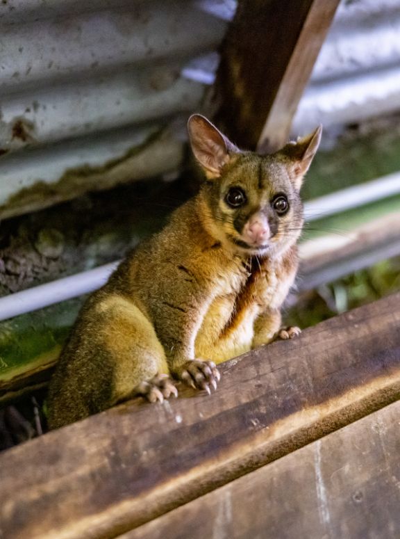 Brisbane Pest Controllers At Your Service