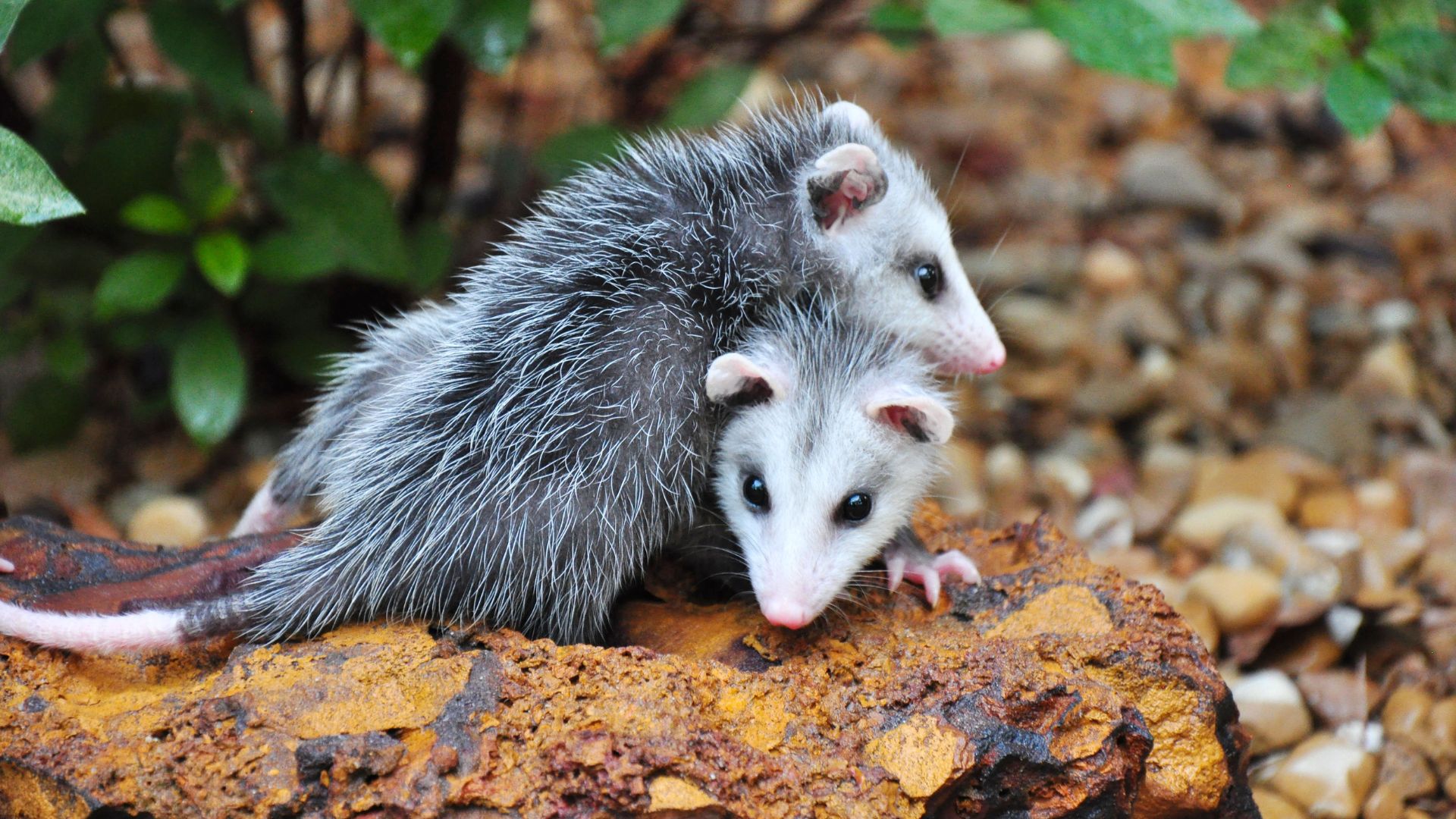 Pest Controllers At Your Service