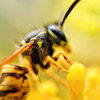 Wasps & Bees Removal