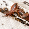 Bed Bug Treatments