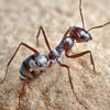 Ant Control