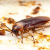 Cockroach Control