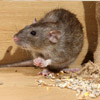 Rodent Control