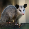 Possum Removal
