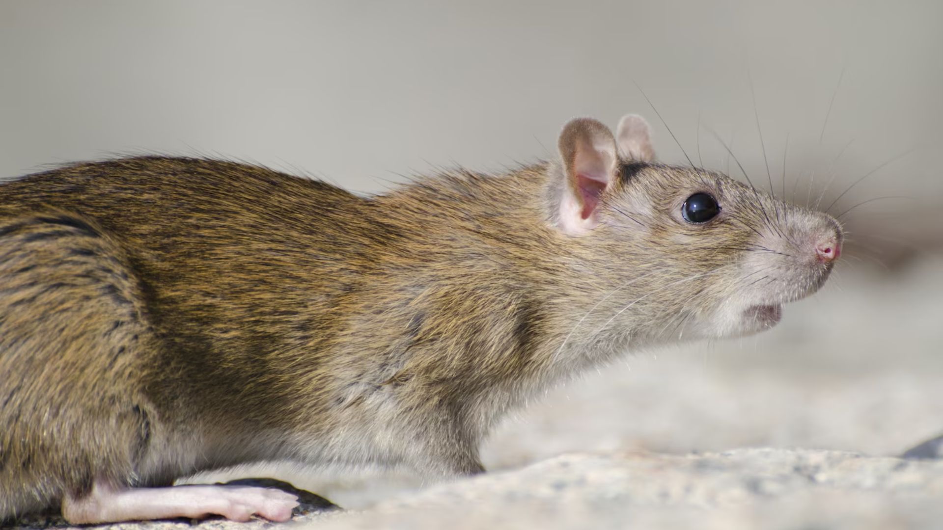 How To Prevent Mosquitoes From Breeding In Your Backyard