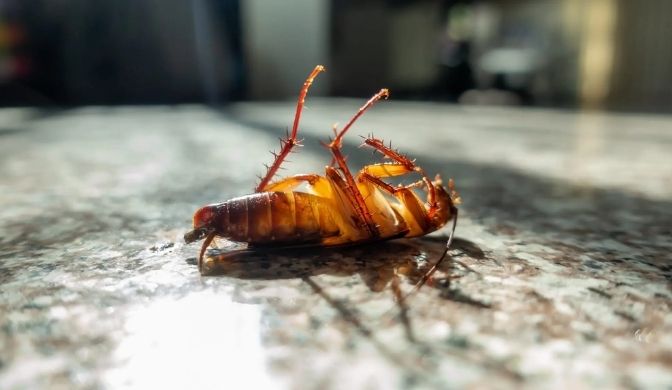 Cockroach Control Sydney