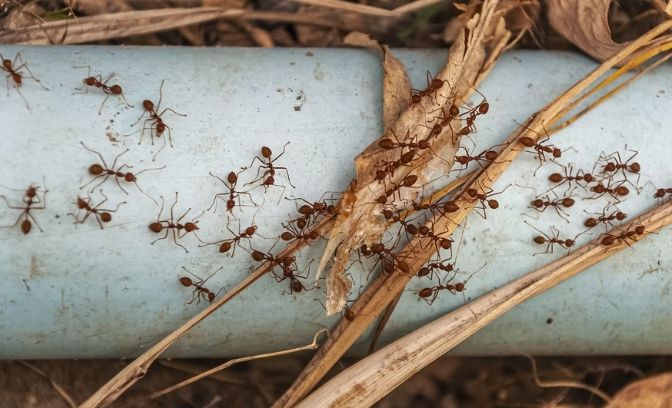 Ant Control Brisbane