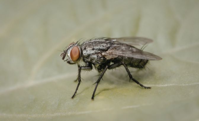 Flies Control Brisbane