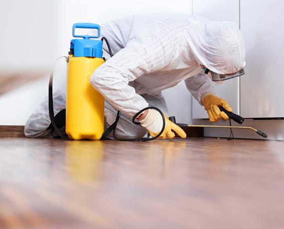 Pest control expert in Brisbane