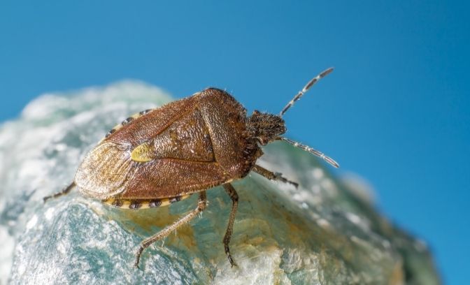 Bed Bug Treatments