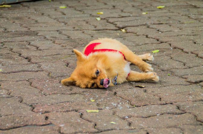 Dead Animal Removal Sydney