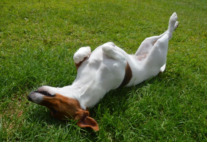 Animals Typically Hide to Die