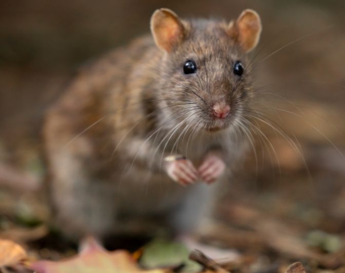 Rodent Infestation