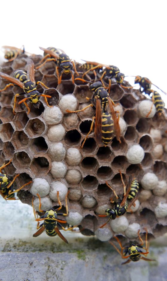 Find Bee and Wasp Nests