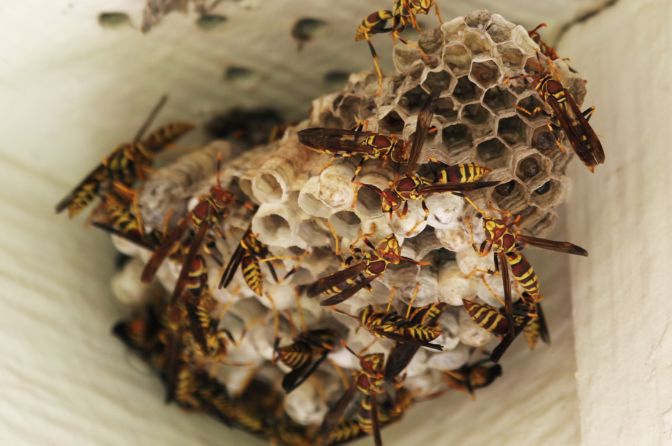 Bee and Wasp Removal Sydney