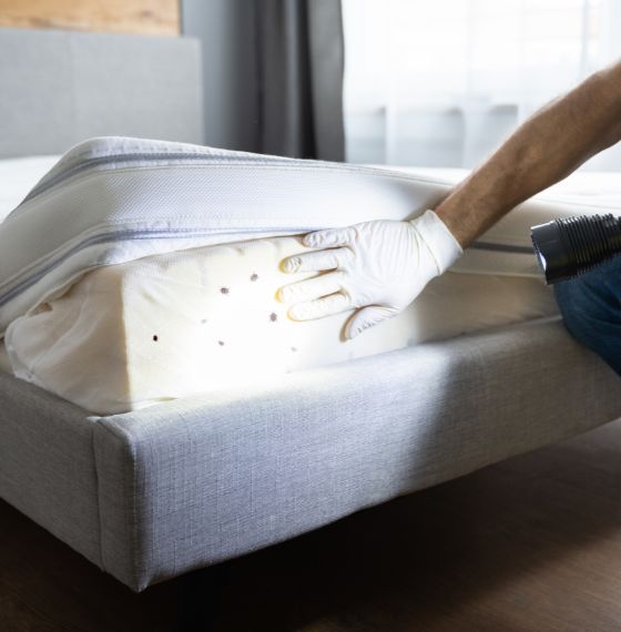 Bed Bug Treatment
