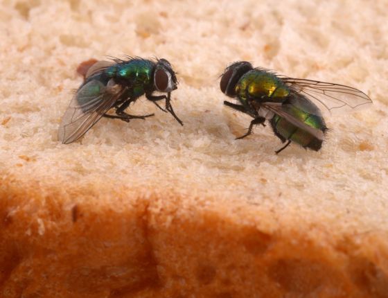 Ready for a Flies-Free Home