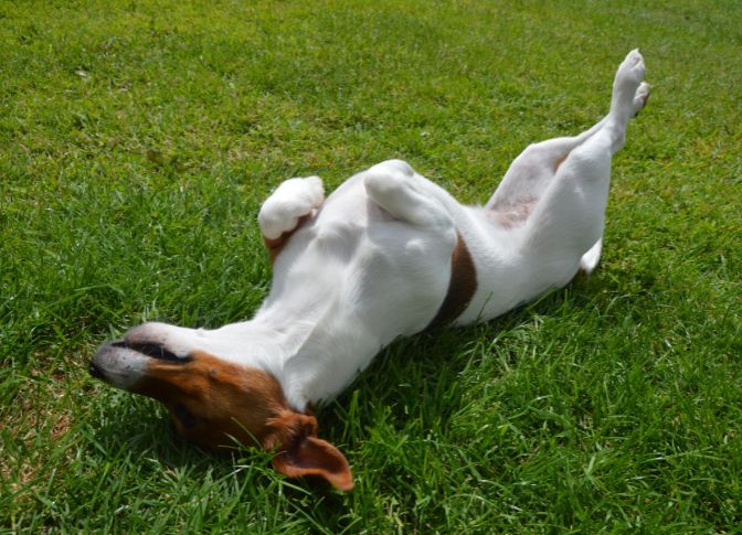 Dead Animal Removal Brisbane