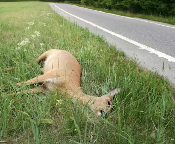 Dead Animal Removal Cost in Brisbane