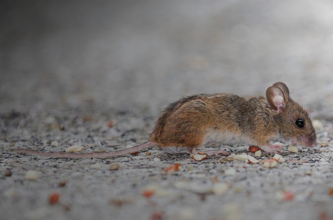 Rodent Control Brisbane